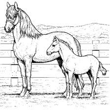 Heste tegning